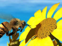 Its bell shape also gives bees easy access to its sweetness. 10 Plants To Attract And Feed Honeybees Lifegate