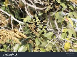 Image result for Dialium guineense