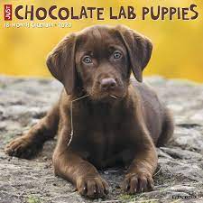 So, if you go out and get one, it's on you. Just Chocolate Lab Puppies 2020 Wall Calendar Dog Breed Calendar Willow Creek Press 9781549205866 Amazon Com Books