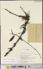 Image result for Indigofera paracapitata