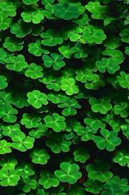 Check spelling or type a new query. Pin On Green Ade