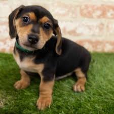 We did not find results for: Chiweenie Puppy For Sale Pet Zone Albany