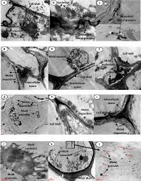 Image result for Phacelurus gabonensis