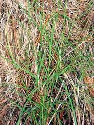 Image result for Hemarthria