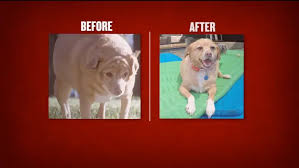 Image result for chihuahua big obesity