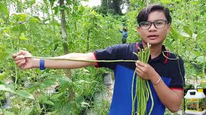 Yang pertama kali harus disiapkan adalah lahannya bedengan yang sudah jadi kemudian dibuat lubang tanam dengan kedalaman hanya sekitar 5 cm saja untuk menanam benih kacang panjang nantinya. Petik Hasil Tanaman Kacang Panjang Dengan Baja Ezigrow Haniza Youtube