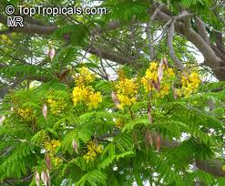 Image result for Peltophorum africanum