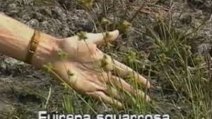 Image result for Fuirena abnormalis