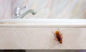 This list will help you pick the right pro exterminator in macon, ga. Will Termite Treatment Kill Other Bugs Allgood Pest Solutions