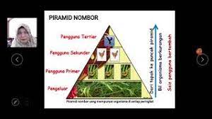 Piramid nombor (atau nombor) menunjukkan bilangan organisma di setiap peringkat trofi. Piramid Nombor Dan Aliran Tenaga Dalam Rantai Makanan Youtube