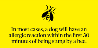 Can Dogs Have A Severe Allergic Reaction To Bee Stings? - Quora