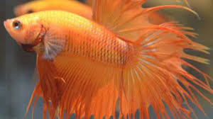 Funny fish name for betta female. Different Color Variations Of Betta Fish Fish Care