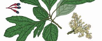 Sassafras is the common name and genus name for a group of deciduous trees in the flowering plant family lauraceae, and in particular sassafras albidum of the eastern united states. Sassafras Missouri Department Of Conservation