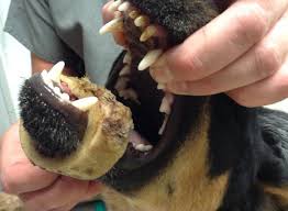 It has a wide variety of uses but overwhelmingly used to decrease inflammation in the body. Vets Warn Dog Owners Of The Dangers Of Marrow Bones