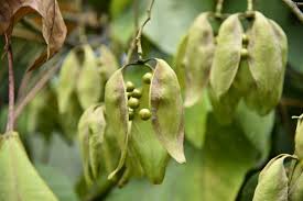 Image result for Firmiana