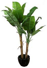 Indoor Banana Plants Google Search Banana Plants Plants Planting Flowers