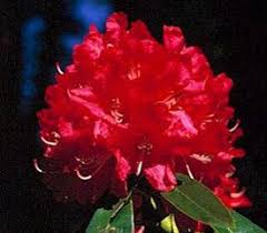 Rhododendron Ivery S Scarlet Rhododendron Plant Rhododendron Plants