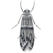 Maybe you would like to learn more about one of these? White Shouldered House Moth Killgerm Chemicals Ltd