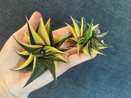 Image result for Haworthia limifolia