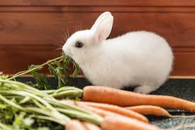 best rabbit food top choices for 2019 rabbit expert