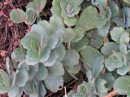 Image result for Kalanchoe fedtschenkoi