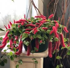 Maybe you would like to learn more about one of these? Hanging Basket Chenille Greenhouse In Bentonville Ar Matkins Flowers Greenhouse