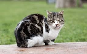Discover you dream meanings with feral cats. Uk Laws On Keeping Feral Cats Pets4homes