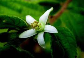 Image result for Sida veronicifolia
