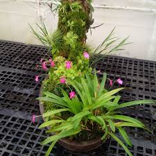 Image result for Stolzia kalkhof-roseae