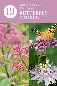 List of the top 25 butterfly garden plants. 20 Flowers To Use In Your Butterfly Garden Butterfly Garden Plants Butterfly Plants Pollinator Garden