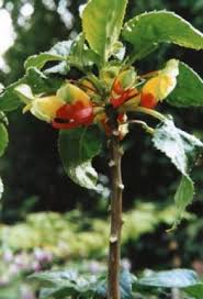 Image result for Impatiens niamniamensis