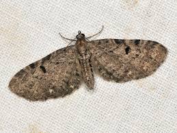 Image result for Eupithecia actaeata