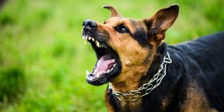 Videos sobre el gober precioso encontrados en la internet. Aumentan Reportes De Mordeduras De Perros En La Capital Pagina Central