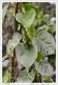 Image result for Basellaceae