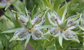 Image result for Swertia erosula