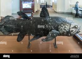 Image result for Coelachyrum