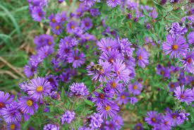 New England Aster Aster Novae Angliae Root Tea Was Used For Diarrhea And Fever Asters In General Were Used For Plant Combinations Plants Medicinal Herbs