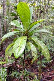 Image result for Gardenia imperialis