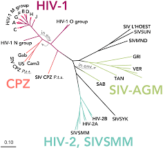 Through sexual activity through needles or other instruments from mother to child through blood. Subtypes Of Hiv Wikipedia