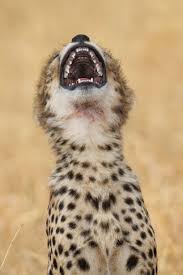 Animal images captivate viewers all over the world. What S So Funny Photographers Hilarious Collection Of Animals Pictured Laughing In Hysterics Mirror Online