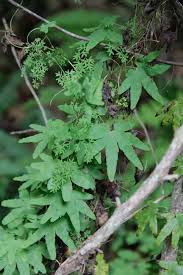 Image result for Lygodium