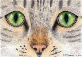 This makes them ideal for a cat eye. Pin By Poppy Wang On All Creatures Great And Small Cat Eyes Drawing Cat Tattoo Cat Drawing