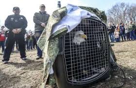 Bald eagle rescued by Illinois police returns to the wild