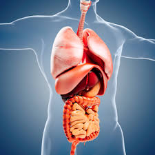 Image result for Gall Bladder