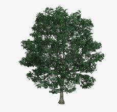 Pine tree fir, trees, branch, christmas decoration, silhouette png. Transparent Ficus Tree Png Top View Tree Texture Png Png Download Transparent Png Image Pngitem