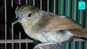 1 jam suara burung flamboyan gacor ngebren. Suara Plongan Burung Flamboyan Mp3 Storymusik
