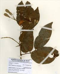 Image result for Berlinia grandiflora