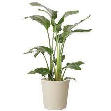 Costa Farms 10 In White Bird In Paradise Planter Co 3 Wb11 Parwht The Home Depot Money Tree Plant Plants Trees To Plant