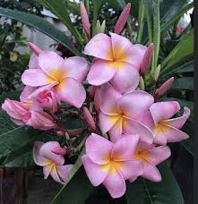 Plumeria Just Pink Plumeria Flowers Tropical Flowers Plumeria
