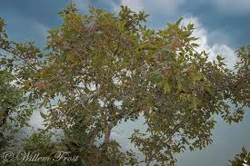 Image result for Combretum collinum